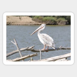 pelican Sticker